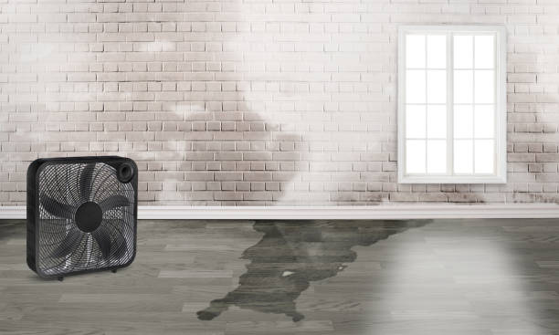 Best Mold removal after water damage  in Long Grove, IA